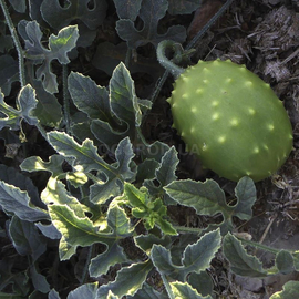 Семена кивано (африканского огурца) «Шипастый изумруд» / Cucumis ficifolius, ТМ OGOROD - 40 семян