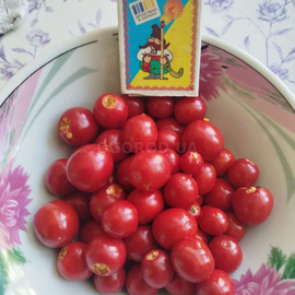 Семена паслёна гулявниковолистого (томат личи) / Solanum sisymbriifolium, ТМ OGOROD - 50 семян