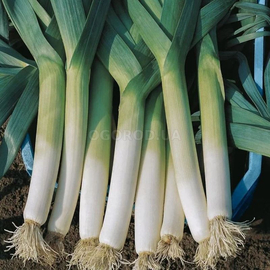 Семена лука «Осенний гигант» (порей), TM OGOROD - 100 семян