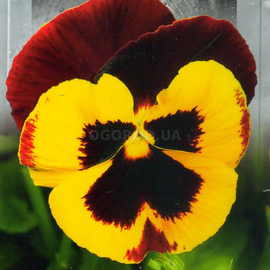 Семена виолы садовой «Швейцарский гигант желто-красный», ТМ SeedEra - 0,1 грамма