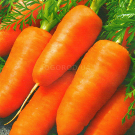 Семена моркови «Марлинка», ТМ «ГАВРИШ» - 4 грамма