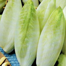 Семена цикория «Конус» (салатный), ТМ «ГАВРИШ» - 0,1 грамма