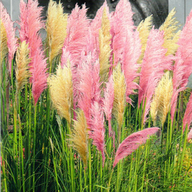 Семена пампасной травы розово-белой (смесь), ТМ SeedEra - 0,02 грамма