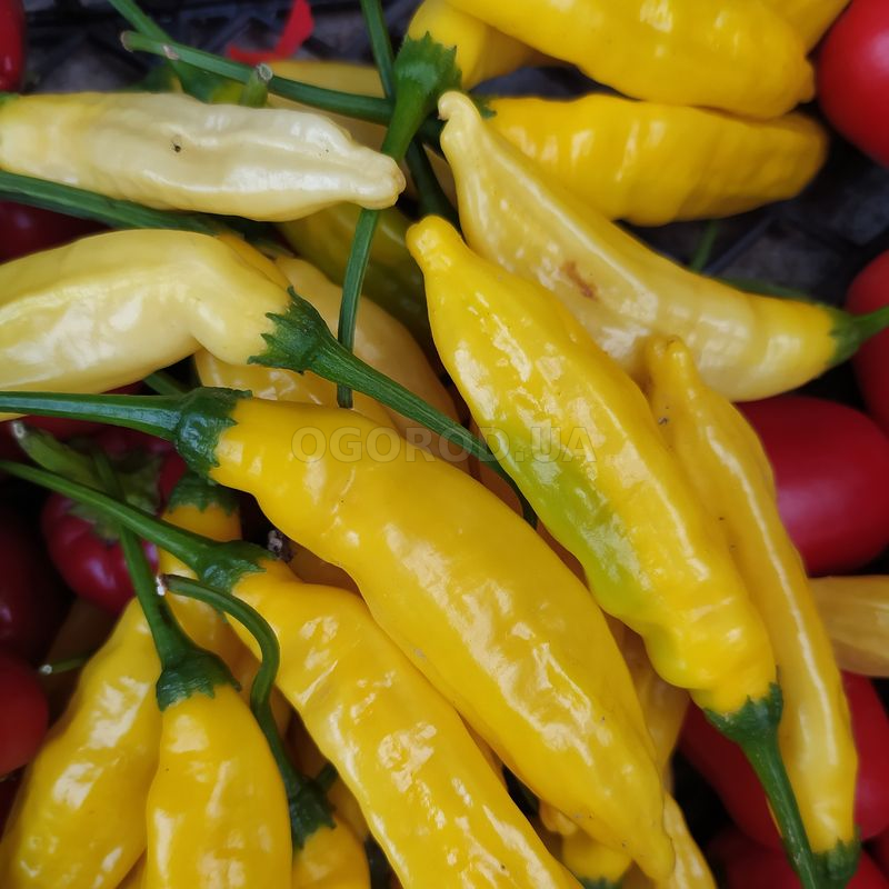 Семена перца острого «Lemon drop» (Лимонный перец), серия «От автора ...