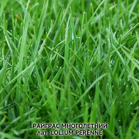 Семена райграса многолетнего «Мирослав», ТМ OGOROD - 20 грамм