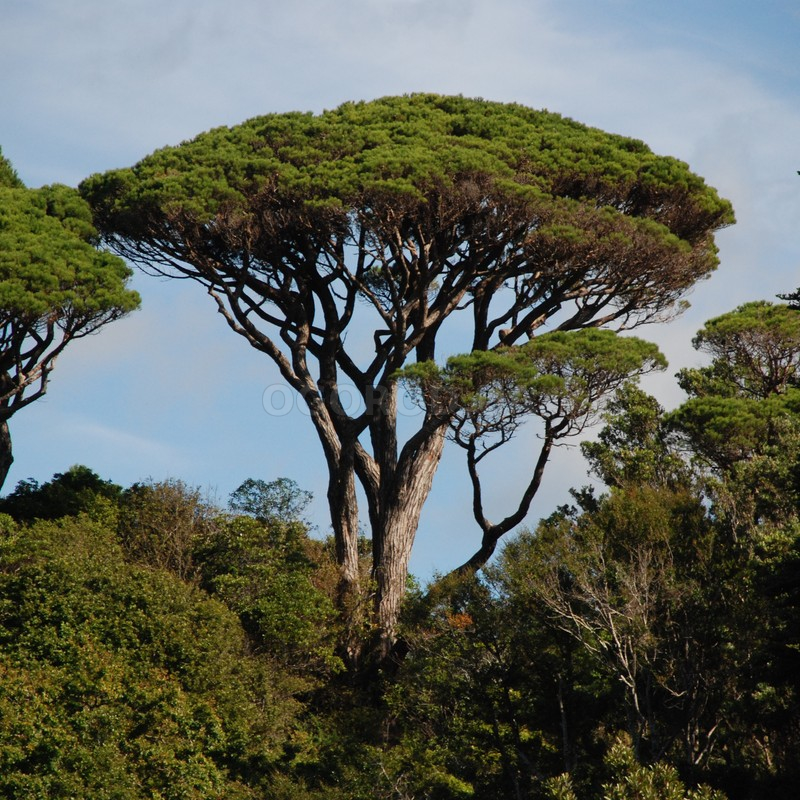 Кликните для увеличения изображения Семена сосны итальянской Пинии / Pinus pinea, ТМ OGOROD - 9 семян