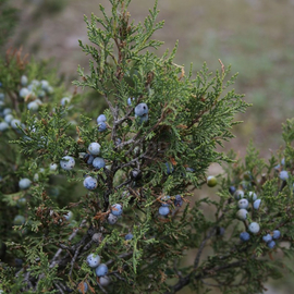 Семена можжевельника высокого / Juniperus excelsa, ТМ OGOROD - 5 шишкоягод