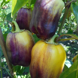 Семена перца сладкого «Purple Smudge Gold» (Пурпл Смадж Голд), серия «От автора» - 5 семян
