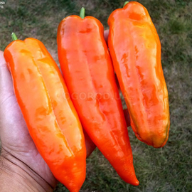 Семена перца сладкого «Ramiro Orange» (Рамиро оранжевый), серия «От автора» - 5 семян