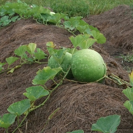 Семена лагенарии «Giant African Bushel Basket Gourd» (Гигантская африканская тыква-бушель), серия «От автора» - 4 семечка