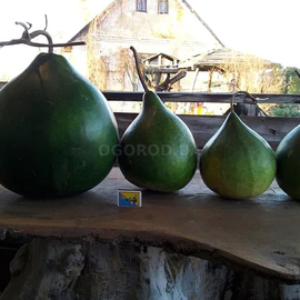 Семена лагенарии «Kettle Gourd» (Тыква Чайник), серия «От автора» - 4 семечка