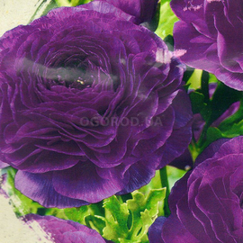 Семена ранункулюса «Цветущая долина», фиолетовая F1 / Ranunculus asiaticus, ТМ Sakata - 3 семечка