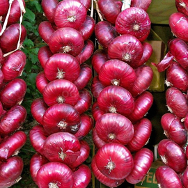 Семена лука «Ялтинский красный» (сладкий), ТМ «ГАВРИШ», б/п - 0,2 грамма