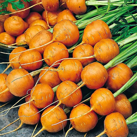 Семена моркови «Парижская каротель», ТМ «ГАВРИШ», б/п - 1 грамм