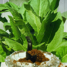 Семена табака «Пунта де Ланца», ТМ SeedEra - 0,05 грамма