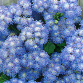 Семена агератума «Бело-голубой», ТМ SeedEra - 0,1 грамма