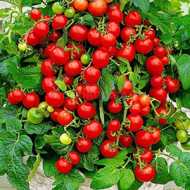 Семена томата «Балконный красный», ТМ «Економікс» - 0,1 грамма