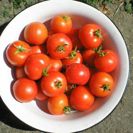 Семена томата «Яблонька», ТМ «Економікс» - 0,1 грамма