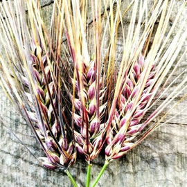 Семена ячменя черного «Пурпурная Долина» / Purple Valley Barley, ТМ OGOROD - 10 семян