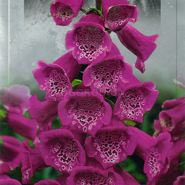 Семена наперстянки «Пурпурная муза», ТМ SeedEra - 0,1 грамма