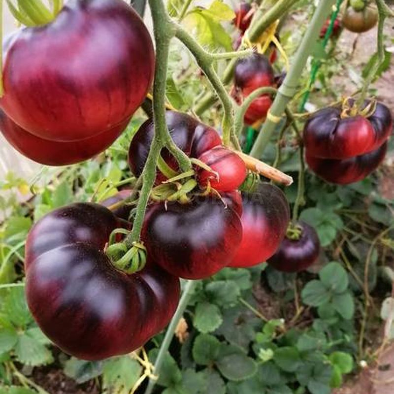 Особенности выращивания томата Аврора, посадка и уход