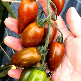Фото Семена томата «Tomarindo multicolor» (Томариндо мультиколор), серия «От автора» - 10 семян