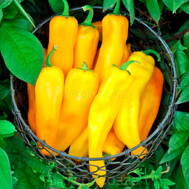 Фото Семена перца сладкого «Marconi Yellow» (Маркони желтый), ТМ OGOROD - 20 семян