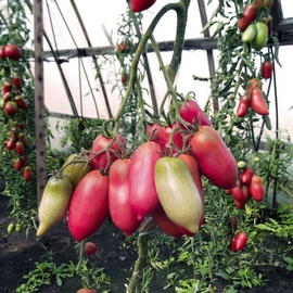 Фото Семена томата «Перцевидный розовый», серия «От автора» - 10 семян