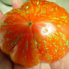Семена томата «Феерверк оранжевый», серия «От автора» - 10 семян