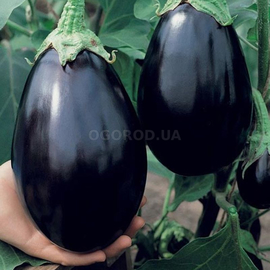 Фото Семена баклажана «Чёрный красавец», ТМ OGOROD - 20 семян