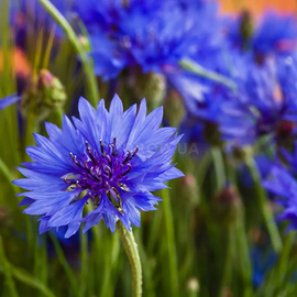 Фото Семена василька садового синего, ТМ OGOROD - 100 семян