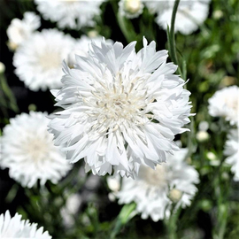 Фото Семена василька садового белого, ТМ OGOROD - 100 семян