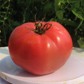 Семена томата «Brandywine from Croatia» (Брэндивайн из Хорватии), серия «От автора» - 10 семян