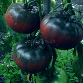 Фото Семена томата «Big Black» (Биг Блэк), ТМ Hortus - 10 семян