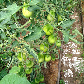 Семена томата «Green Pear»(Зелёная груша), серия «От автора» - 10 семян