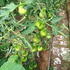 Семена томата «Green Pear»(Зелёная груша), серия «От автора» - 10 семян