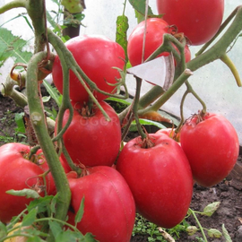 Фото Семена томата «Красный Кенигсберг», ТМ OGOROD - 20 семян