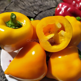 Семена перца сладкого «Леся оранжевая», серия «От автора» - 5 семян