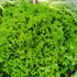 Семена салата «Фризе зеленый», ТМ SeedEra - 1 грамм