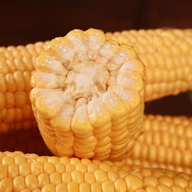 Семена кукурузы суперсладкой «Sentis» F1 (Сентис F1), ТМ «МНАГОР» - 10 семян