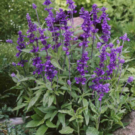 Семена сальвии голубой / Salvia farinacea, ТМ OGOROD - 40 cемян