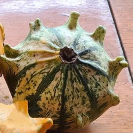 Фото Семена тыквы декоративной «Crown» (Корона), ТМ OGOROD - 5 семян