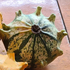 Семена тыквы декоративной «Crown» (Корона), ТМ OGOROD - 5 семян