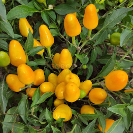 Семена перца острого «Mambo Orange» (Мамбо оранжевый), серия «От автора» - 5 семян