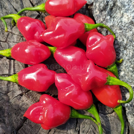 Семена перца острого «Trinidad Smooth» (Тринидадский гладкий), серия «От автора» - 5 семян