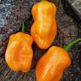 Семена перца острого «Habanero Roger's giant orange» (Хабанеро гигантский Роджер оранжевый), серия «От автора» - 5 семян