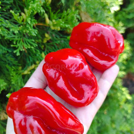 Семена перца острого «Habanero Surinam red» (Хабанеро Суринамский красный), серия «От автора» - 5 семян