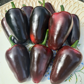 Семена перца острого «Jalapeno black Maroccan» (Халапеньо чёрный Марокканский), серия «От автора» - 5 семян
