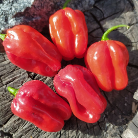 Семена перца острого «Habanero red Dominica» (Хабанеро Доминика красный), серия «От автора» - 5 семян