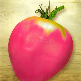 Семена томата «Розовый шлем», ТМ «СЕМЕНА УКРАИНЫ» - 0,1 грамма
